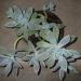 Perene: Kameni cvet - Graptopetalum paraguayense, slika2