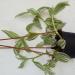 Sadnice - sobne biljke: TRADESCANTIA sanna - lozica, slika3