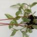 Sadnice - sobne biljke: TRADESCANTIA sanna - lozica, slika1