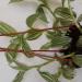 Sadnice - sobne biljke: TRADESCANTIA sanna - lozica, slika2