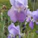 Perene: Iris germanika Mauve, slika1