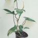 Sadnice - sobne biljke: Philodendron Florida Green , slika1