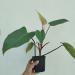 Sadnice - sobne biljke: Philodendron Painted Lady, slika1