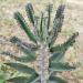 Sadnice - sobne biljke: Kalanchoe serrata, slika1