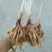 Perene: Hemerocallis Fulva Single orange-2 kom, slika2