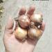 Lukovice: Narcissus White Cheerfulness, slika1