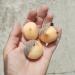Lukovice: Allium , slika1