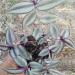 Sadnice - sobne biljke: Tradescantia fluminensis Zebrina, slika4
