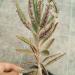 Sadnice - sobne biljke: Kalanchoe serrata, slika2