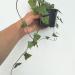 Sadnice - sobne biljke: Senecio macroglossus-sobni bršljan, slika4