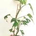 Sadnice - sobne biljke: Monstera Tetrasperma-Mini monsera, slika1