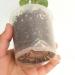 Sadnice - sobne biljke: Monstera Tetrasperma-Mini monsera, slika2