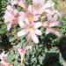 Lukovice: Amaryllis belladonna, slika4