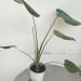 Sadnice - sobne biljke: Monstera deliciosa, slika1