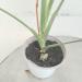Sadnice - sobne biljke: Monstera deliciosa, slika2