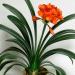 Sadnice - sobne biljke: Clivia miniata splendens, slika2