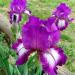 Lukovice: iris barbata-Elatior Going My Way , slika1