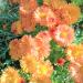 Perene: Hrizantema oranž visoka, slika3