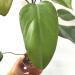 Sadnice - sobne biljke: Philodendron Emerald Red , slika2
