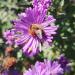 Perene: Aster Novae Angliae Purple Dome, slika2