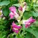 Seme cveća: Antirrhinum majus-zevalice, slika2