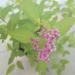 Sadnice - žbunaste vrste: Spirea japonica Golden Princess, slika5