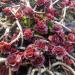 Perene: Sedum spurium Dragon's blood, slika3