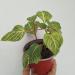 Sadnice - sobne biljke: Iresine herbstii Aureoreticulata, slika2