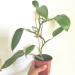 Sadnice - sobne biljke: Philodendron Emerald Green, slika1