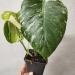 Sadnice - sobne biljke: Monstera borsigiana Albo, slika3