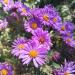Perene: Aster Novae Angliae Purple Dome, slika1