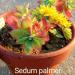 Perene: Sedum palmeri, slika1