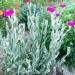 Perene: Lychnis Coronaria, slika2