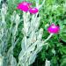 Perene: Lychnis Coronaria, slika1