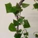 Sadnice - sobne biljke: Senecio macroglossus-sobni bršljan, slika1
