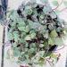 Sadnice - sobne biljke: Callisia repens, slika1