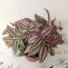 Sadnice - sobne biljke: Tradescantia fluminensis Zebrina, slika3