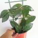Sadnice - sobne biljke: Hoya carnosa , slika1