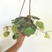 Sadnice - sobne biljke: Philodendron hederaceum  Brasil, slika1