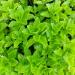 Perene: Sedum ellacombianum, slika1