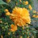 Sadnice - žbunaste vrste: Kerria japonica Pleniflora, slika1