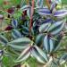 Sadnice - sobne biljke: Tradescantia fluminensis Zebrina, slika1