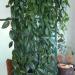 Sadnice - sobne biljke: Hoya carnosa , slika2