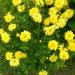 Perene: Hrizantema letnja žuta(cveta 2 puta) , slika1
