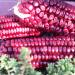 Seme povrća: Kukuruz crveni domaći gajen preko 30 godina nije hibrid, slika1