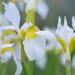 Seme cveća: Irisi belo žuti perunika belo žuta perunike bele biologika, slika2