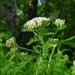 Začini i lekovito bilje: Tinktura za menopauzu klimaks menopauza biljne kapi, slika7