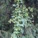 Začini i lekovito bilje: Tinktura divljeg hmelja divlji hmelj kapi prirodno lečenje ekstrakt, slika6