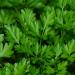 Začini i lekovito bilje: Peršun lišćar nije hibrid domaće pravo seme biologika, slika1
