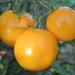 Seme povrća: Žuti paradajz okrugli srednje veličine domaće seme organsko nije hibrid , slika3